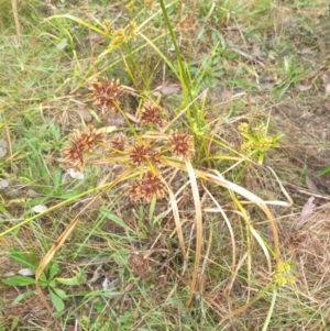 Cyperus eragrostis at Watson Woodlands - 11 May 2024 04:34 PM