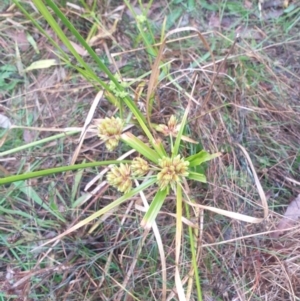 Cyperus eragrostis at Watson Woodlands - 11 May 2024 04:34 PM