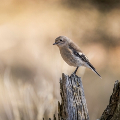 Petroica phoenicea (Flame Robin) at Jindalee National Park - 12 May 2024 by trevsci