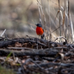 Petroica phoenicea at Jindalee National Park - 12 May 2024