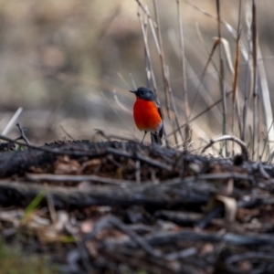 Petroica phoenicea at Jindalee National Park - 12 May 2024