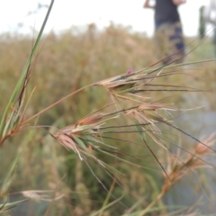 Themeda triandra (Kangaroo Grass) at Hume, ACT - 18 Dec 2023 by MichaelBedingfield