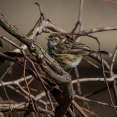 Pyrrholaemus sagittatus (Speckled Warbler) at Jindalee National Park - 12 May 2024 by trevsci