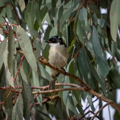 Melithreptus lunatus (White-naped Honeyeater) at Jindalee National Park - 12 May 2024 by trevsci