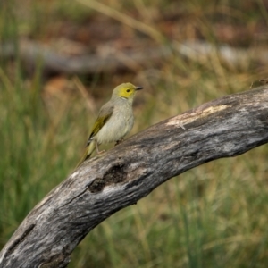 Ptilotula penicillata at Jindalee National Park - 12 May 2024