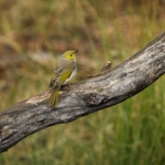 Ptilotula penicillata at Jindalee National Park - 12 May 2024