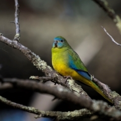 Neophema pulchella (Turquoise Parrot) at Jindalee National Park - 11 May 2024 by trevsci