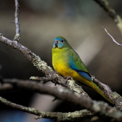 Neophema pulchella (Turquoise Parrot) at Jindalee National Park - 12 May 2024 by trevsci