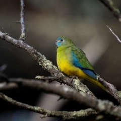 Neophema pulchella at Jindalee National Park - 12 May 2024