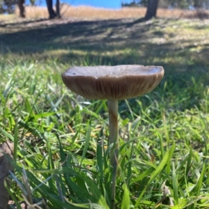 Volvopluteus gloiocephalus at Lyneham, ACT - 13 May 2024