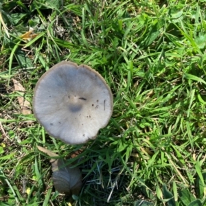 Volvopluteus gloiocephalus at Lyneham, ACT - 13 May 2024