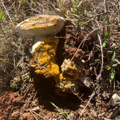 Sepedonium sp. at O'Connor Ridge to Gungahlin Grasslands - 13 May 2024 by rural