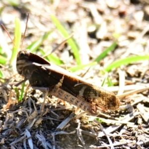 Gastrimargus musicus at Woodstock Nature Reserve - 13 May 2024 02:52 PM