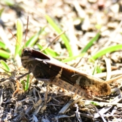 Gastrimargus musicus at Woodstock Nature Reserve - 13 May 2024 02:52 PM