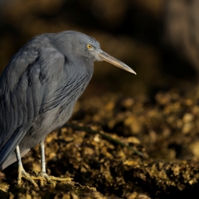 Egretta sacra (Eastern Reef Egret) at Narooma, NSW - 27 Feb 2024 by trevsci