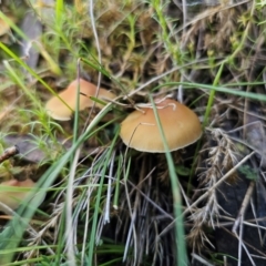 Hypholoma fasciculare at Captains Flat, NSW - 13 May 2024 by Csteele4