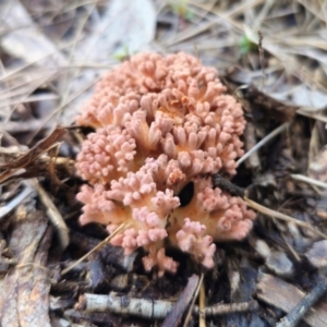 Ramaria sp. at QPRC LGA - 13 May 2024