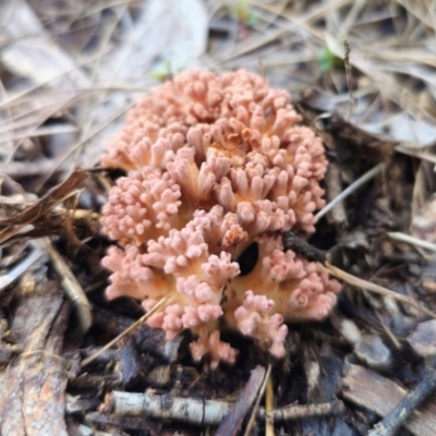 Ramaria sp. (A Coral fungus) at Captains Flat, NSW - 13 May 2024 by Csteele4