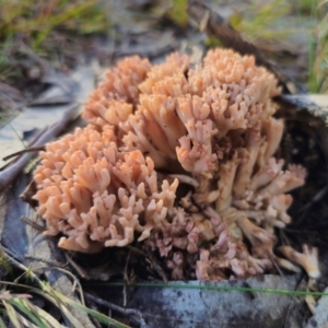 Ramaria sp. at QPRC LGA - 13 May 2024