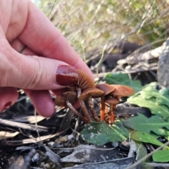 Galerina sp. at Captains Flat, NSW - 13 May 2024 by Csteele4