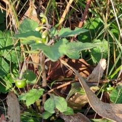 Solanum nigrum (Black Nightshade) at O'Malley, ACT - 13 May 2024 by Mike