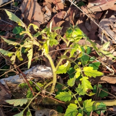 Solanum lycopersicum (Tomato) at O'Malley, ACT - 13 May 2024 by Mike