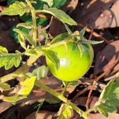 Solanum lycopersicum at Mount Mugga Mugga - 13 May 2024 03:33 PM