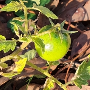 Solanum lycopersicum at Mount Mugga Mugga - 13 May 2024 03:33 PM