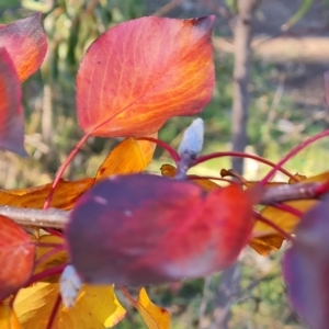 Pyrus calleryana at Mount Mugga Mugga - 13 May 2024