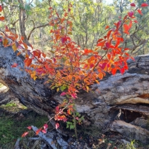 Pyrus calleryana at Mount Mugga Mugga - 13 May 2024