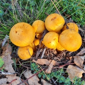 Gymnopilus junonius at Mount Mugga Mugga - 13 May 2024