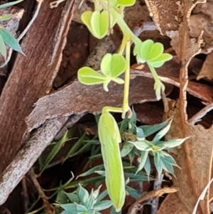 Oxalis perennans at Mount Mugga Mugga - 13 May 2024 04:11 PM