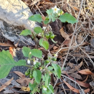 Solanum nigrum at Mount Mugga Mugga - 13 May 2024 04:09 PM