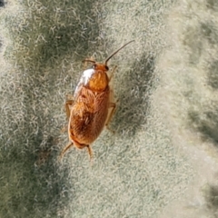 Balta spuria (A Balta Cockroach) at Mount Mugga Mugga - 13 May 2024 by Mike