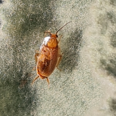 Ellipsidion australe at O'Malley, ACT - 13 May 2024 by Mike