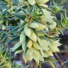 Melichrus urceolatus (Urn Heath) at O'Malley, ACT - 13 May 2024 by Mike