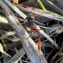 Heteropelma scaposum (Two-toned caterpillar parasite wasp) at Curtin, ACT - 12 May 2024 by Pirom