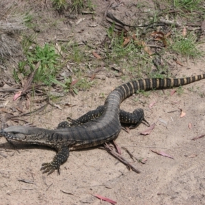 Varanus rosenbergi at Namadgi National Park - suppressed