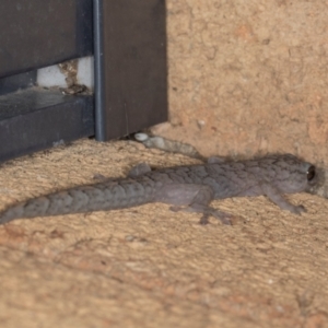 Christinus marmoratus at Higgins, ACT - 9 May 2024 05:52 PM