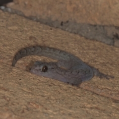 Christinus marmoratus at Higgins, ACT - 9 May 2024 05:52 PM