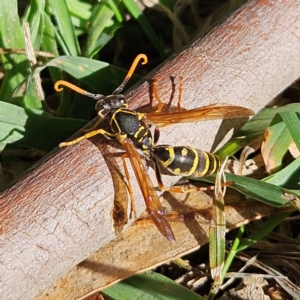 Polistes (Polistes) chinensis at Jerrabomberra Wetlands - 13 May 2024