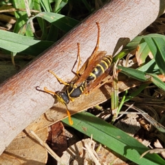 Polistes (Polistes) chinensis at Jerrabomberra Wetlands - 13 May 2024 10:55 AM