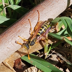 Polistes (Polistes) chinensis at Jerrabomberra Wetlands - 13 May 2024 10:55 AM