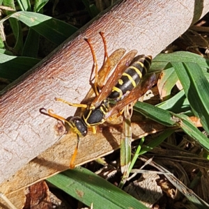 Polistes (Polistes) chinensis at Jerrabomberra Wetlands - 13 May 2024 10:55 AM