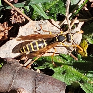 Polistes (Polistes) chinensis at Jerrabomberra Wetlands - 13 May 2024