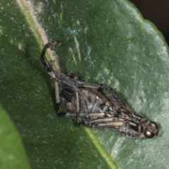 Boreoides subulatus (Wingless Soldier Fly) at Higgins, ACT - 8 May 2024 by AlisonMilton