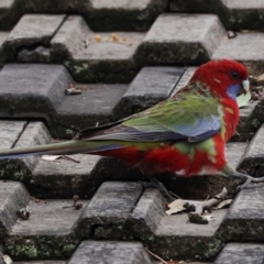 Platycercus elegans (Crimson Rosella) at Higgins, ACT - 8 May 2024 by AlisonMilton