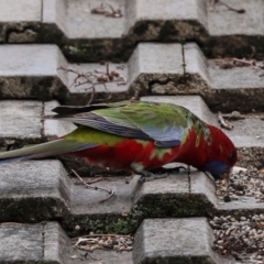 Platycercus elegans at Higgins, ACT - 9 May 2024 08:49 AM