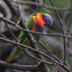 Trichoglossus moluccanus (Rainbow Lorikeet) at Higgins, ACT - 8 May 2024 by AlisonMilton