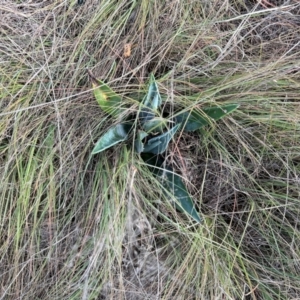 Agave americana at Gigerline Nature Reserve - 12 May 2024